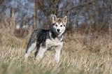 ALASKAN MALAMUTE 855